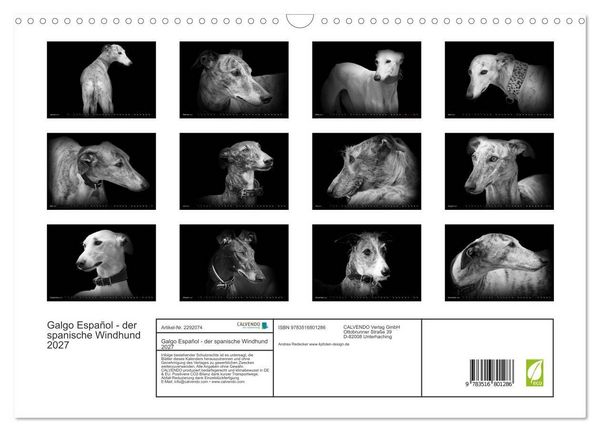 Produktbild: Galgo Espa&ntilde;ol - der spanische Windhund 2027 (Wandkalender 2027 DIN A3 quer), CALVENDO Monatskalender