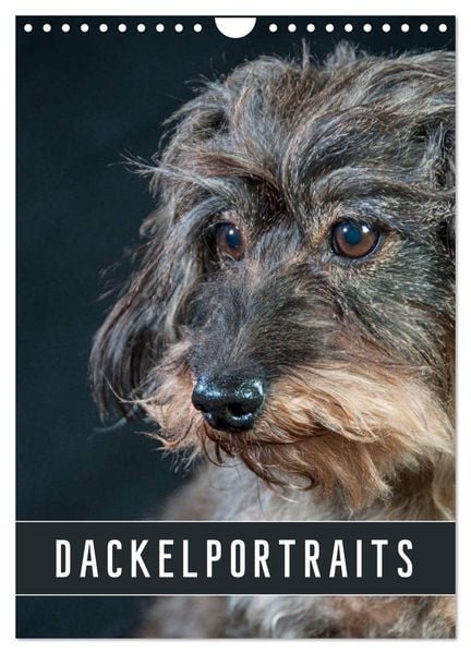 Produktbild: Dackelportraits (Wandkalender 2026 DIN A4 hoch), CALVENDO Monatskalender