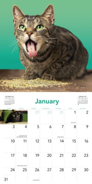 Produktbild: Cats on Catnip Wall Calendar 2027
