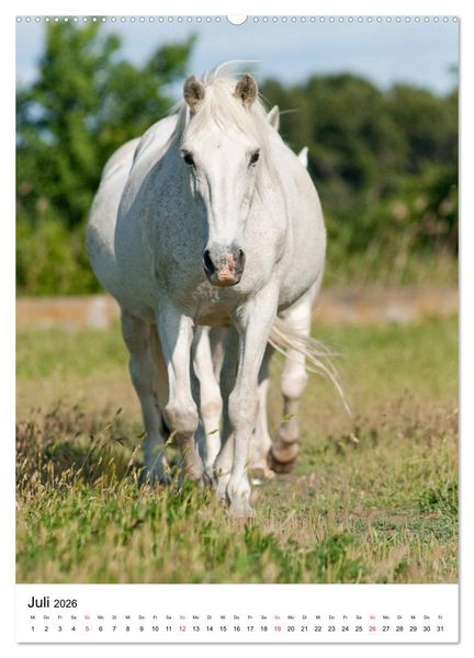 Produktbild: Camargue Pferde - wei&szlig;e M&auml;hnen (hochwertiger Premium Wandkalender 2026 DIN A2 hoch), Kunstdruck in Hochglanz