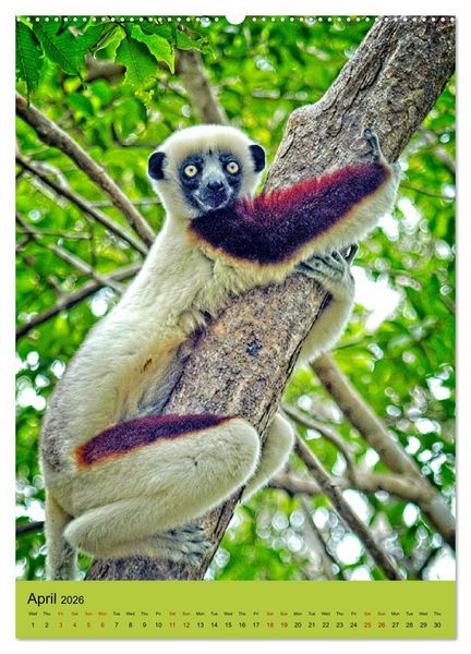 Produktbild: Adorable lemurs (Wall Calendar 2026 DIN A2 portrait), CALVENDO 12 Month Wall Calendar