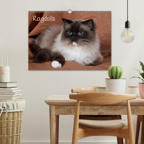 Produktbild: Ragdolls (Wandkalender 2026 DIN A3 quer), CALVENDO Monatskalender