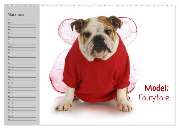 Produktbild: English Bulldog XXL Models (hochwertiger Premium Wandkalender 2026 DIN A2 quer), Kunstdruck in Hochglanz