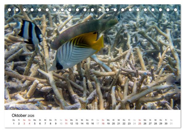 Produktbild: Unterwasserwelt der Malediven III (Tischkalender 2026 DIN A5 quer), CALVENDO Monatskalender