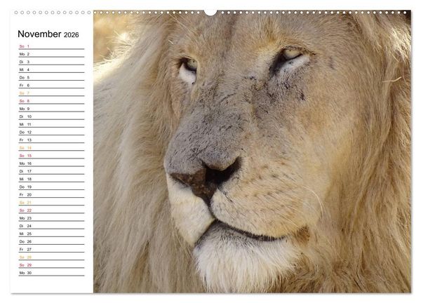 Produktbild: LION KING SELFIES L&ouml;wen hautnah (Wandkalender 2026 DIN A2 quer), CALVENDO Monatskalender