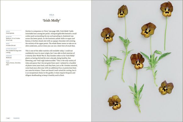 Produktbild: Pansies