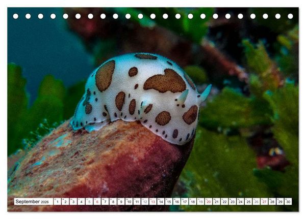 Produktbild: Tauchen im Mittelmeer (Tischkalender 2026 DIN A5 quer), CALVENDO Monatskalender