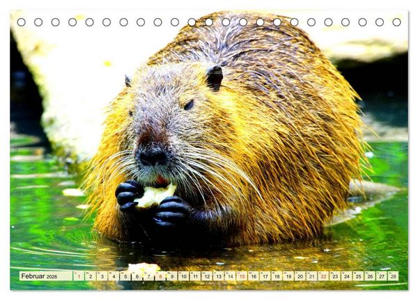 Produktbild: Nagetiere. Hamster, Kaninchen und Co. (Tischkalender 2026 DIN A5 quer), CALVENDO Monatskalender