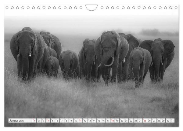 Produktbild: Emotionale Momente: Elefanten in black & white (Wandkalender 2026 DIN A4 quer), CALVENDO Monatskalender