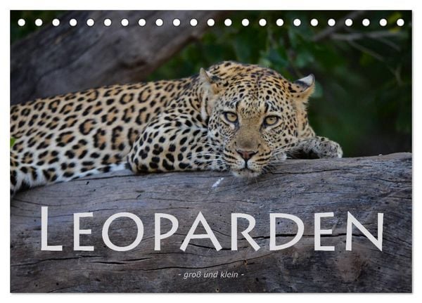 Produktbild: Leoparden - gro&szlig; und klein (Tischkalender 2026 DIN A5 quer), CALVENDO Monatskalender