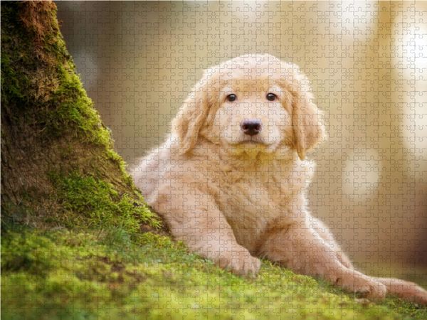 Produktbild: CALVENDO Puzzle Hovawart Welpe | 1000 Teile Lege-Gr&ouml;&szlig;e 64x48cm Foto-Puzzle f&uuml;r gl&uuml;ckliche Stunden