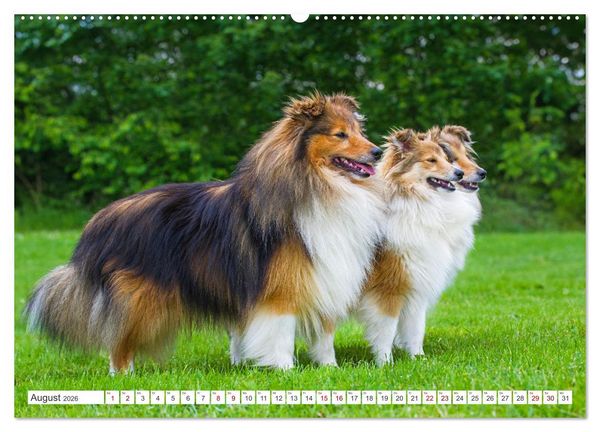 Produktbild: Sheltie - Ein St&uuml;ck vom Gl&uuml;ck (Wandkalender 2026 DIN A2 quer), CALVENDO Monatskalender