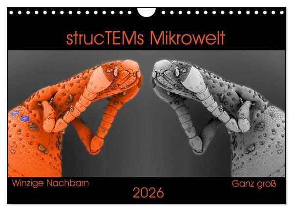 Produktbild: strucTEMs Mikrowelt - Winzige Nachbarn ganz gro&szlig; (Wandkalender 2026 DIN A4 quer), CALVENDO Monatskalender