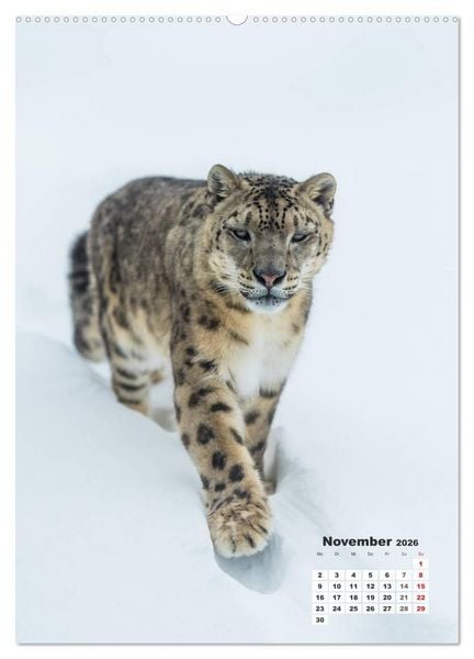 Produktbild: Emotionale Momente: Raubkatzen - die schnellen J&auml;ger. (hochwertiger Premium Wandkalender 2026 DIN A2 hoch), Kunstdruck in Hochglanz
