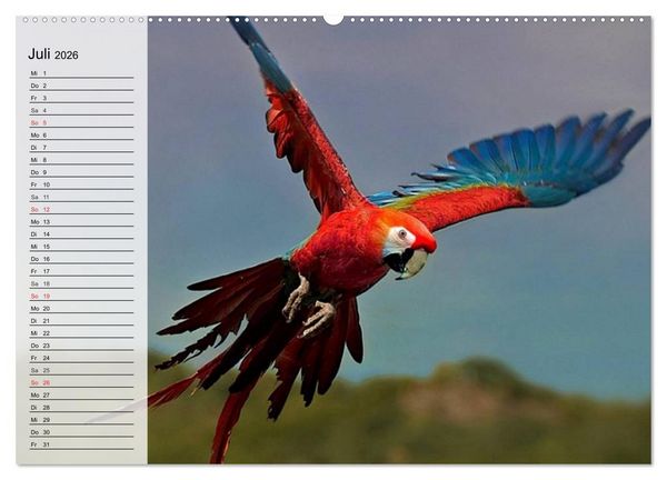 Produktbild: Papageien. Bunt, laut und klug (hochwertiger Premium Wandkalender 2026 DIN A2 quer), Kunstdruck in Hochglanz