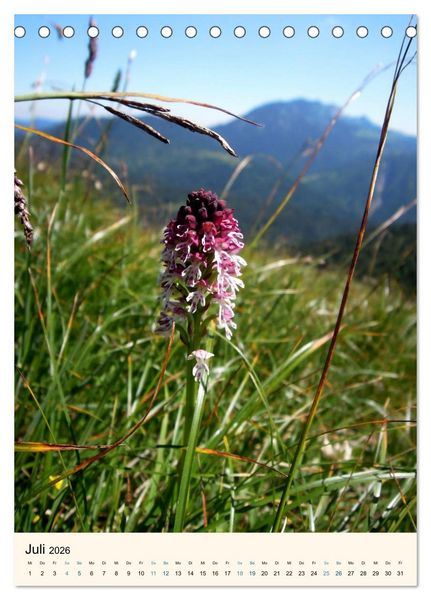 Produktbild: Einheimische Orchideen (Tischkalender 2026 DIN A5 hoch), CALVENDO Monatskalender