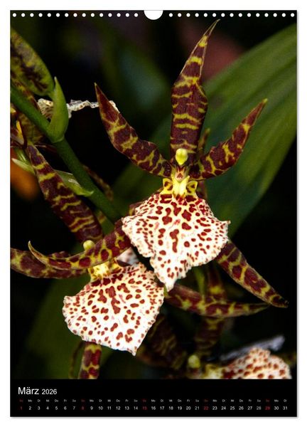 Produktbild: Faszination Orchideen (Wandkalender 2026 DIN A3 hoch), CALVENDO Monatskalender