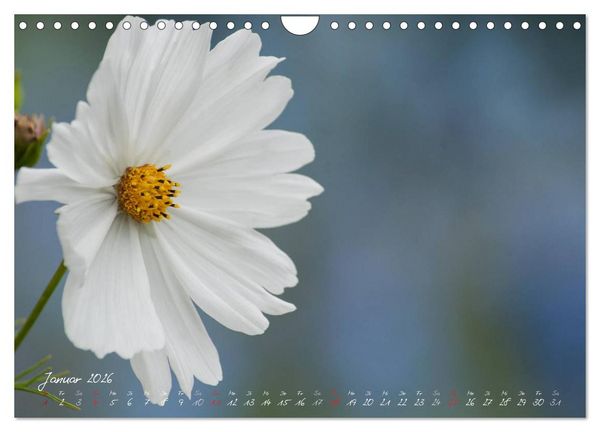 Produktbild: Bl&uuml;tenzauber in meinem Garten (Wandkalender 2026 DIN A4 quer), CALVENDO Monatskalender