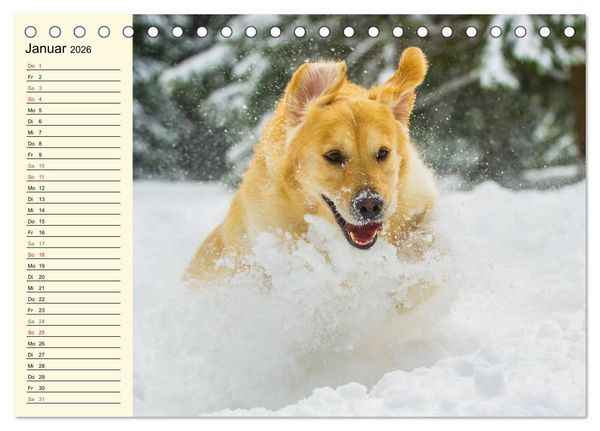Produktbild: Das Gl&uuml;ck hat einen Namen - Golden Retriever (Tischkalender 2026 DIN A5 quer), CALVENDO Monatskalender