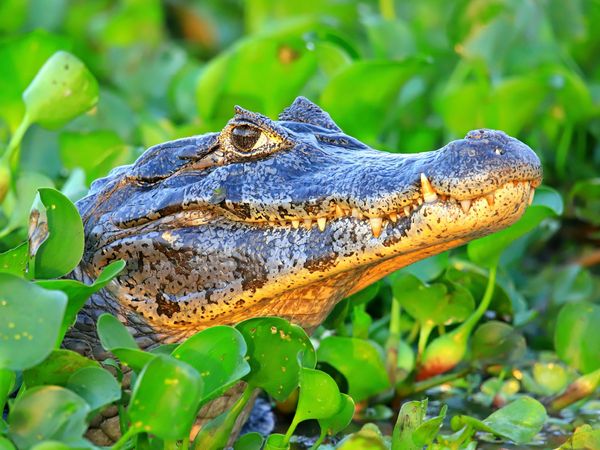 Produktbild: CALVENDO Puzzle Brillenkaiman, Pantanal, Brasilien | 1000 Teile Lege-Gr&ouml;&szlig;e 64x48cm Foto-Puzzle f&uuml;r gl&uuml;ckliche Stunden