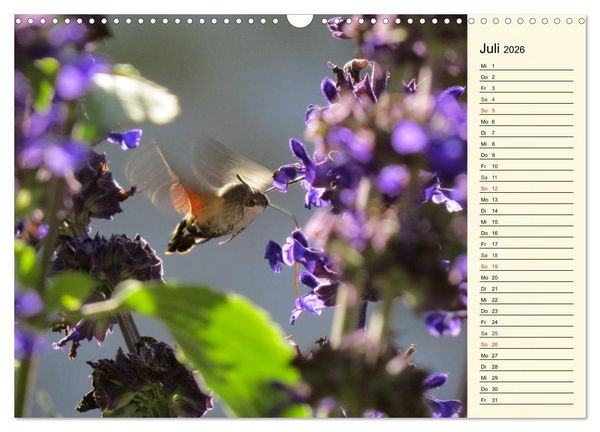 Produktbild: Faszinierende Taubenschw&auml;nzchen (Wandkalender 2026 DIN A3 quer), CALVENDO Monatskalender
