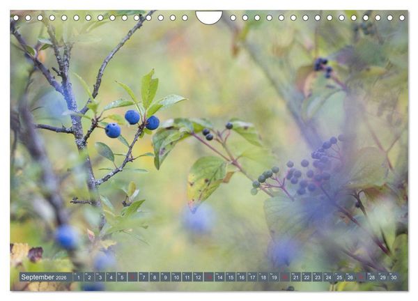 Produktbild: Die Natur hautnah (Wandkalender 2026 DIN A4 quer), CALVENDO Monatskalender