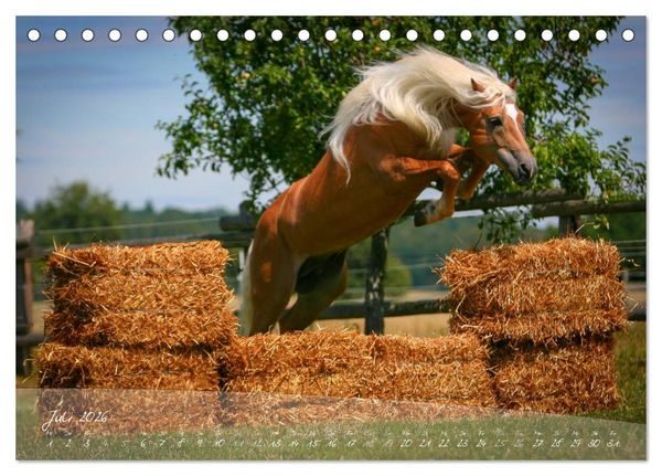 Produktbild: Haflinger-Pferde in Reinzucht (Tischkalender 2026 DIN A5 quer), CALVENDO Monatskalender