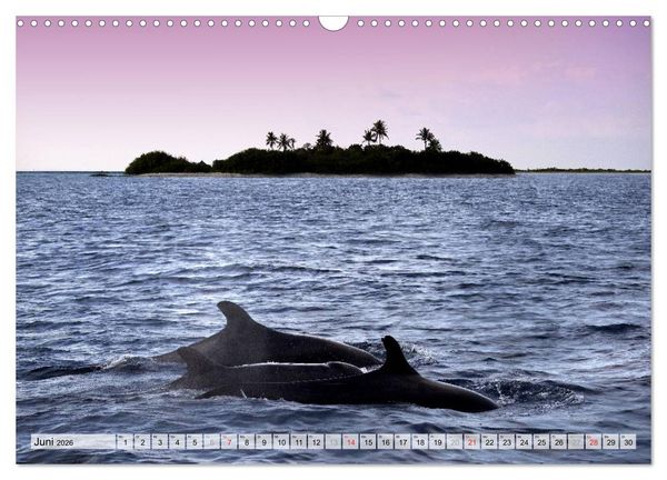 Produktbild: MALEDIVEN (Wandkalender 2026 DIN A3 quer), CALVENDO Monatskalender