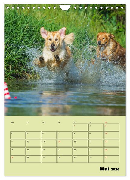 Produktbild: Jahresplaner Golden Retriever (Wandkalender 2026 DIN A4 hoch), CALVENDO Monatskalender