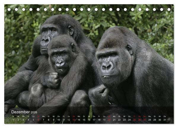 Produktbild: Menschenaffen. Gorillas, Schimpansen, Orang-Utans (Tischkalender 2026 DIN A5 quer), CALVENDO Monatskalender