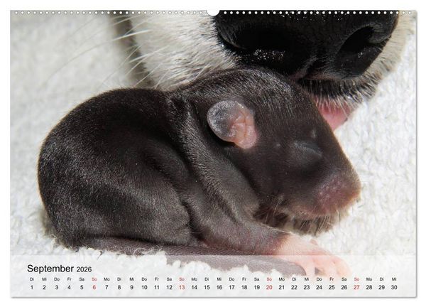 Produktbild: Ratten - Gelehrige Haustiere (Wandkalender 2026 DIN A2 quer), CALVENDO Monatskalender