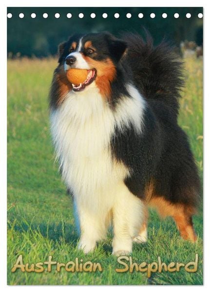 Produktbild: Australian Shepherd (Tischkalender 2026 DIN A5 hoch), CALVENDO Monatskalender