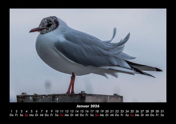 Produktbild: Welt der V&ouml;gel 2026 Fotokalender DIN A3