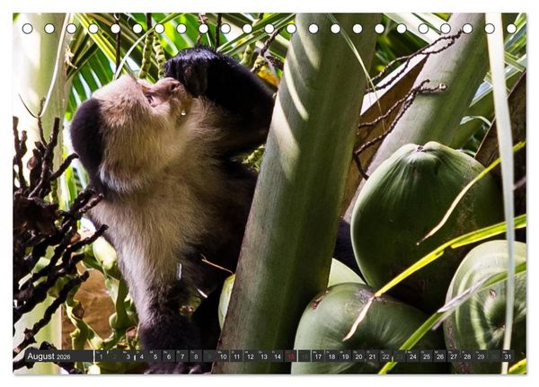 Produktbild: COSTA RICA - PURA VIDA (Tischkalender 2026 DIN A5 quer), CALVENDO Monatskalender