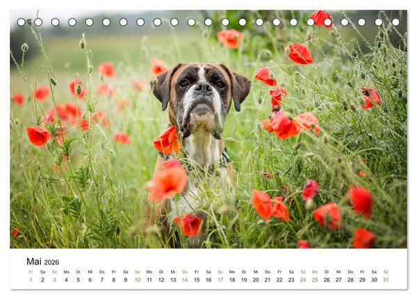 Produktbild: Deutscher Boxer (Tischkalender 2026 DIN A5 quer), CALVENDO Monatskalender