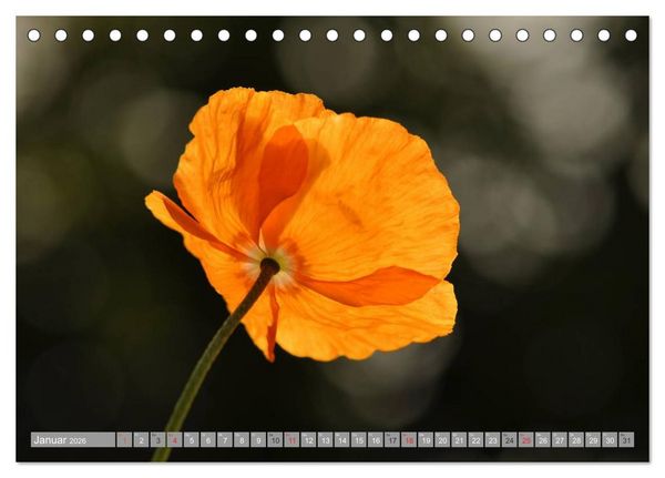 Produktbild: MOHNBL&Uuml;TEN (Tischkalender 2026 DIN A5 quer), CALVENDO Monatskalender