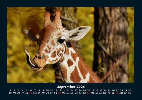 Produktbild: Giraffen 2026 Fotokalender DIN A4