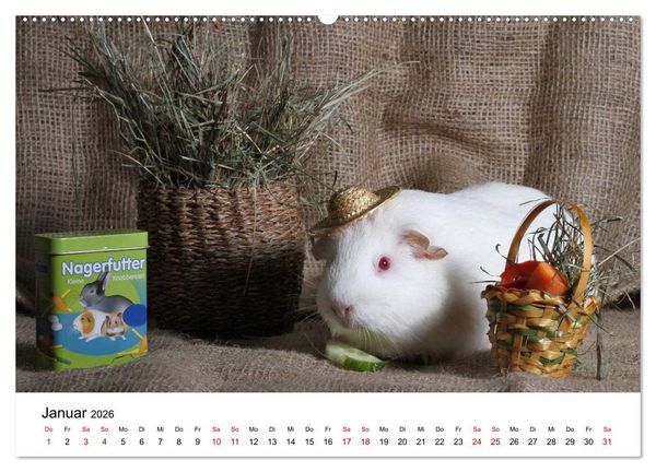 Produktbild: Unsere Meerschweinchen (hochwertiger Premium Wandkalender 2026 DIN A2 quer), Kunstdruck in Hochglanz