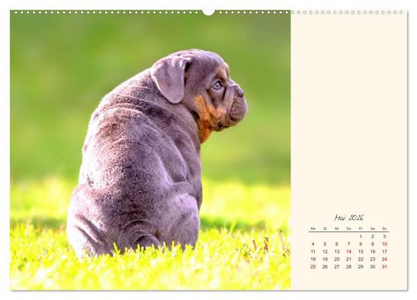 Produktbild: Dicke Freunde. Englische Bulldoggen (Wandkalender 2026 DIN A2 quer), CALVENDO Monatskalender
