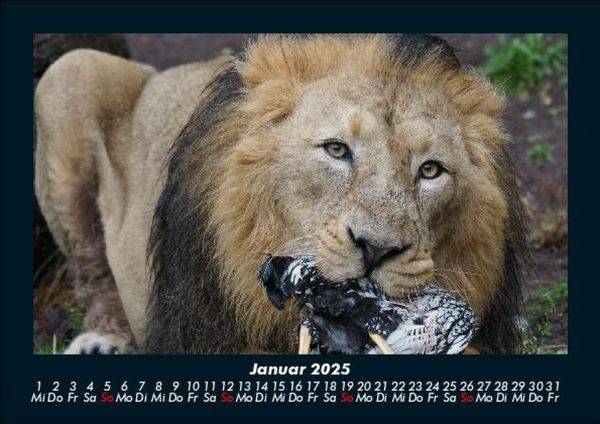 Produktbild: L&ouml;wen in der Wildnis 2025 Fotokalender DIN A5