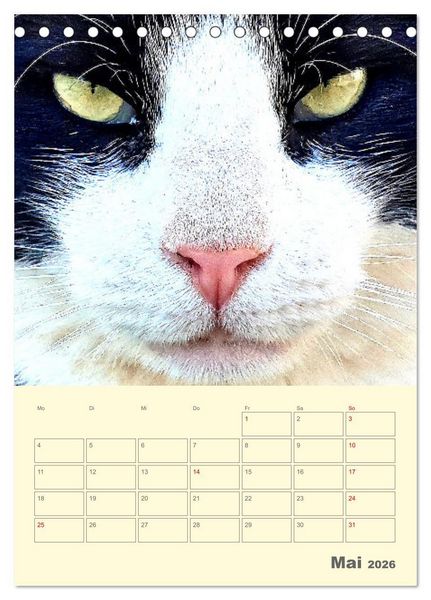 Produktbild: Cat Faces - Charakterstarke Katzengesichter ganz nah (Tischkalender 2026 DIN A5 hoch), CALVENDO Monatskalender
