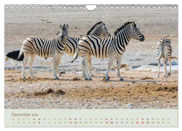 Produktbild: Zebras in Afrika (Wandkalender 2026 DIN A4 quer), CALVENDO Monatskalender