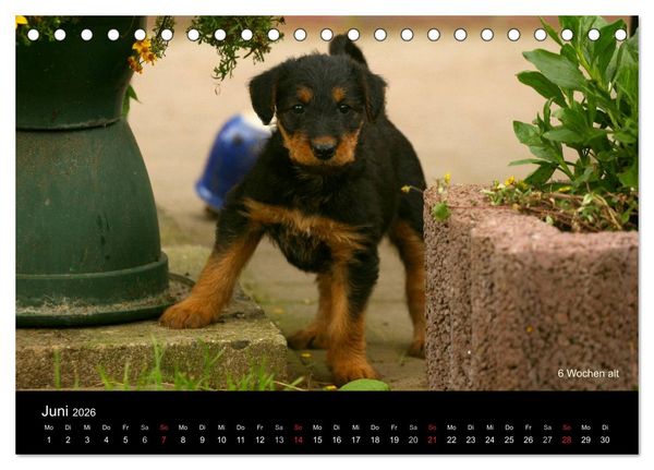 Produktbild: Airedale Terrier Welpen (Tischkalender 2026 DIN A5 quer), CALVENDO Monatskalender