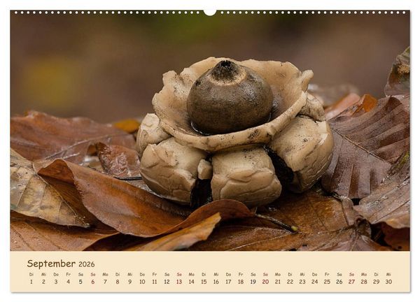 Produktbild: Pilzgalerie - Eindrucksvolle Aufnahmen von unseren heimischen Pilzen (Wandkalender 2026 DIN A2 quer), CALVENDO Monatskalender