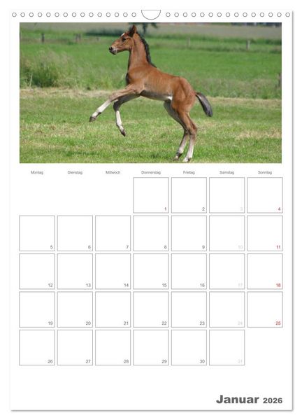 Produktbild: Fohlen und Jungpferde (Wandkalender 2026 DIN A3 hoch), CALVENDO Monatskalender