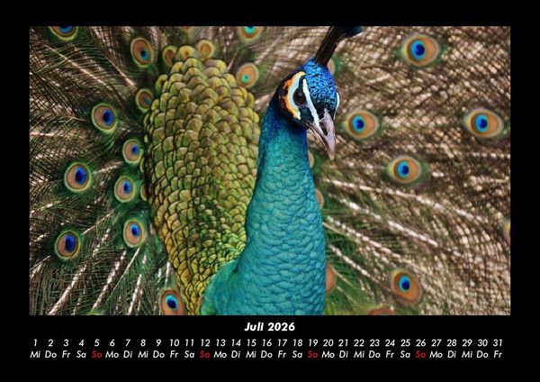 Produktbild: Welt der V&ouml;gel 2026 Fotokalender DIN A3