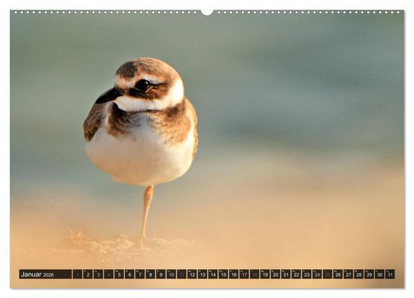 Produktbild: V&Ouml;GEL (Wandkalender 2026 DIN A2 quer), CALVENDO Monatskalender