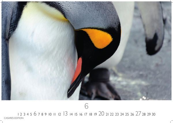 Produktbild: Pinguine Kalender 2027 &ndash; Wandkalender | Fotokalender Tierkalender 24x35cm | . mit niedlichen Pinguin-Motiven im antarktischen Lebensraum.