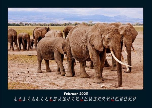 Produktbild: Elefanten 2025 Fotokalender DIN A4