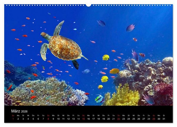 Produktbild: Riffleben - Einfach mal abtauchen (Wandkalender 2026 DIN A2 quer), CALVENDO Monatskalender